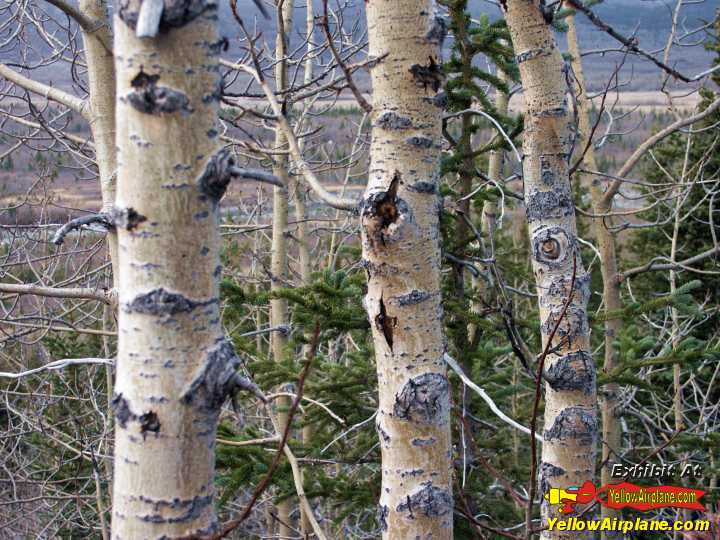 trees of alaska