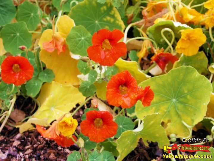 Beautiful Alaskan Flowers Alaska Nasturtium Plants