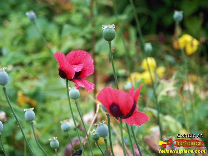   One of the Alaskan Ornamental Poppy Flowers