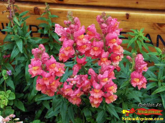 Beautiful Red Flowers in Peters Creek near Eagle River Alaska