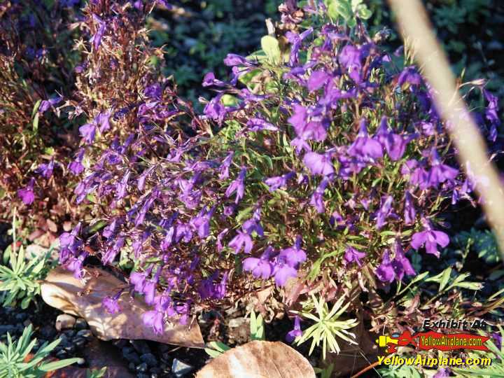 Here is one of Alaskas Flowers, the Scilla Siberian Squill in the City of Nanana Alaska