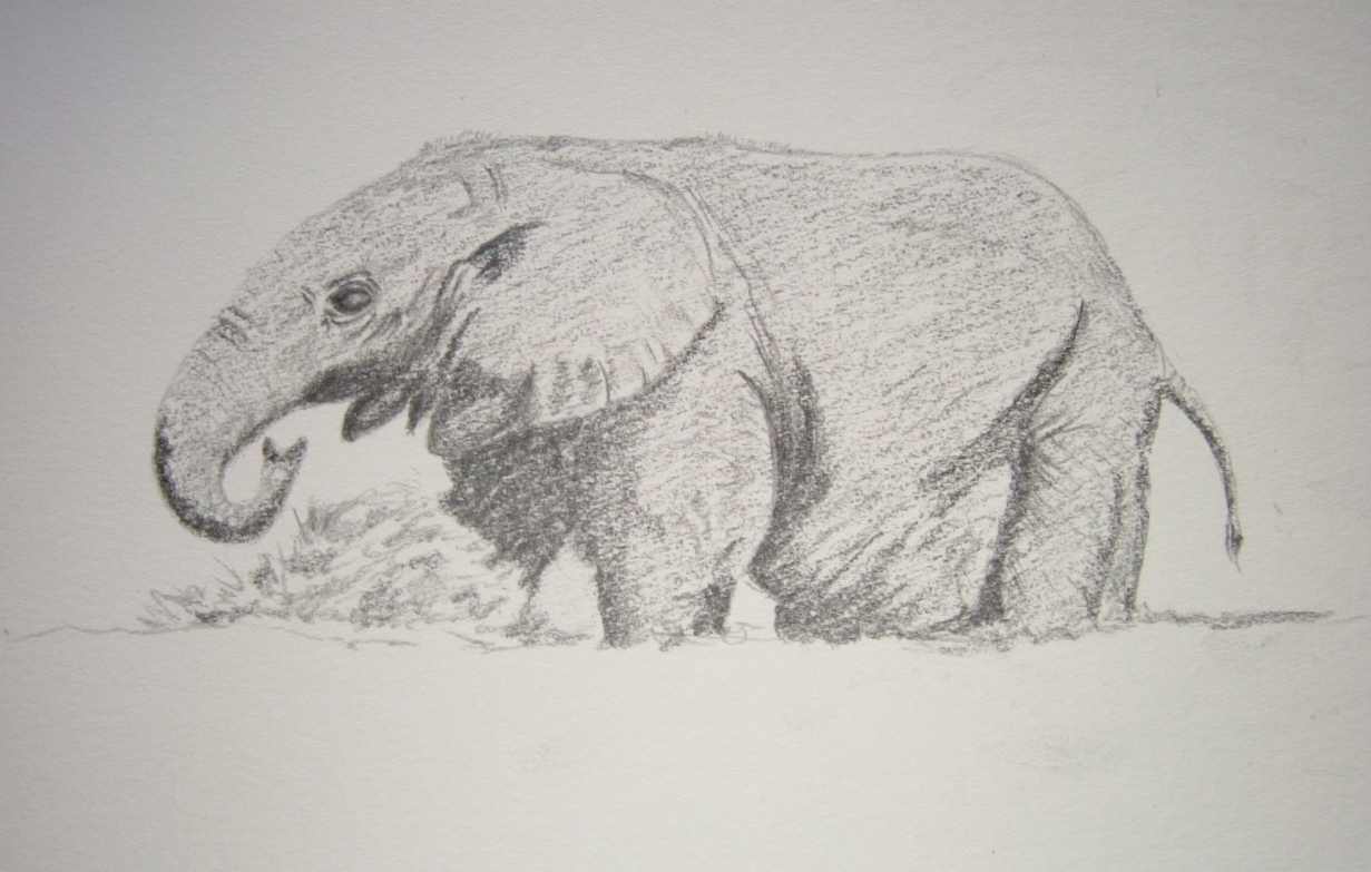 An Elephant by Neil Wilkinson