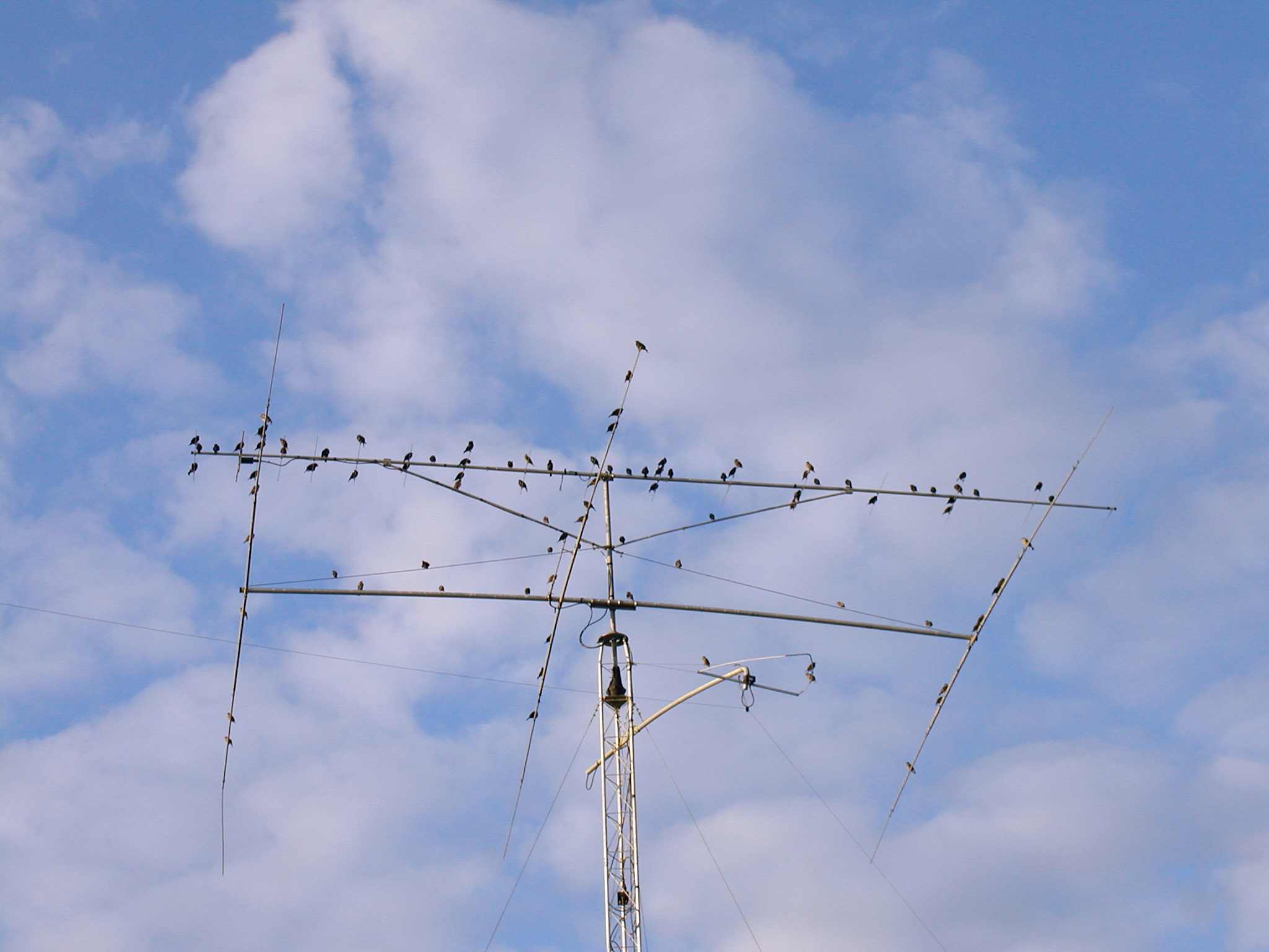 Ham Radio Operators Like Birds Too