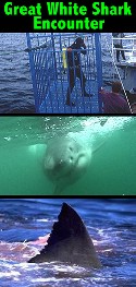 Great White Shark Encounter from Incredible Adventures
