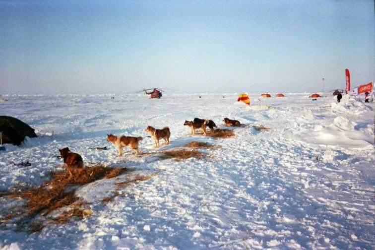 Husky Dogs living in Camp Borneo. on the Arctic Ocean.