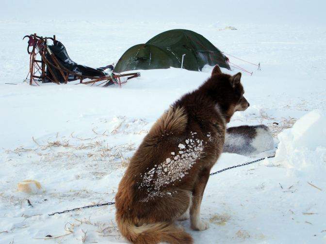 husky dog picture on the North Pole.