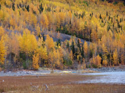 The Beautiful view of Fall Trees at Lake Eklutna Alaska