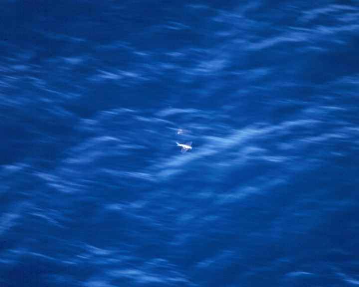 It's not easy to take a photo of a flying fish